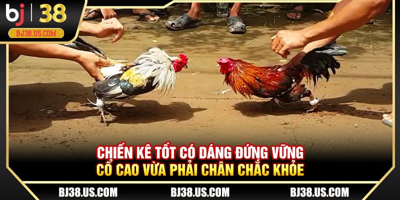 Chiến kê tốt có dáng đứng vững cổ cao vừa phải chân chắc khỏe