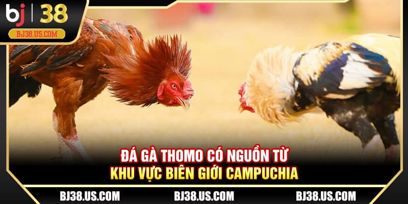 Đá gà Thomo có nguồn từ khu vực biên giới Campuchia