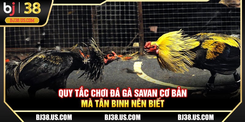 Quy tắc chơi đá gà Savan cơ bản mà tân binh nên biết